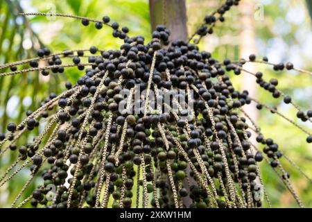 Wunderschöner frischer Acai-Beeren-Obstbunch auf der Farm im amazonas-Regenwald, Brasilien. Konzept der Supernahrung, Ökologie, Umwelt, Vitamin, gesund, Bio. Stockfoto