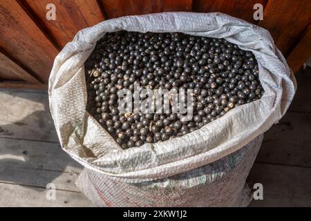 Nahaufnahme frischer Acai-Beeren-Früchte im amazonas-Regenwald, Brasilien. Selektiver Fokus. Konzept der Supernahrung, Ökologie, Umwelt, Vitamin, gesund. Stockfoto