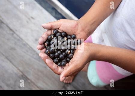 Farmer Hand hält frische acai-Beere Früchte in einer Farm im amazonas-Regenwald. Konzept der Ernährung, Ökologie, Umwelt, Biodiversität, Landwirtschaft. Stockfoto