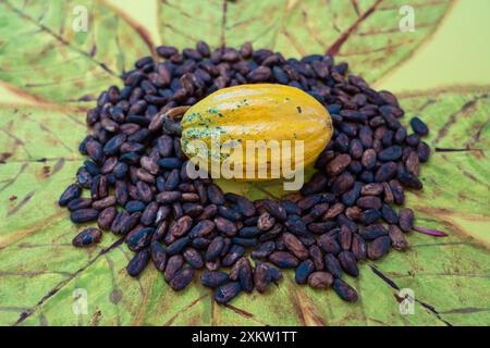 Wunderschöne frische Kakaofrüchte und Kakaoknaben auf einer Schokoladenfarm im Amazonas-Regenwald, Brasilien. Konzept von Superfood, Natur, Ökologie Stockfoto