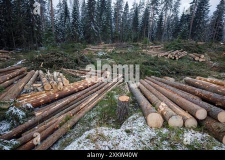 Freischnitt- und Tannenstämme im europäischen finnischen Fichtenwald (picea abies), Finnland Stockfoto