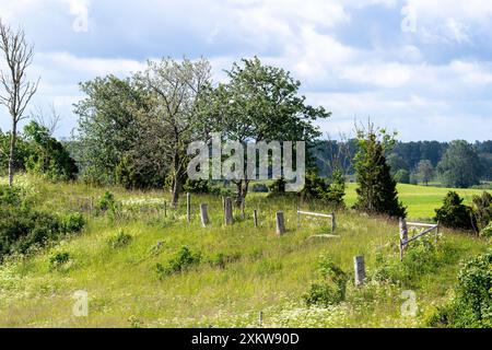 Landschaftliches Weideland mit Gras und Sommerblumen ohne Menschen Stockfoto