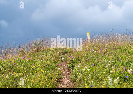 Wunderschöne Sommerblumen auf Weideland Wanderweg und dunkle Sturmwolken Stockfoto
