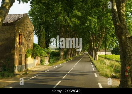 Eine von Bäumen gesäumte Landstraße führt in die Ferne, wobei das Sonnenlicht durch die Äste gefiltert wird. Ein rustikales Haus liegt am Rand und verleiht Charme. Stockfoto