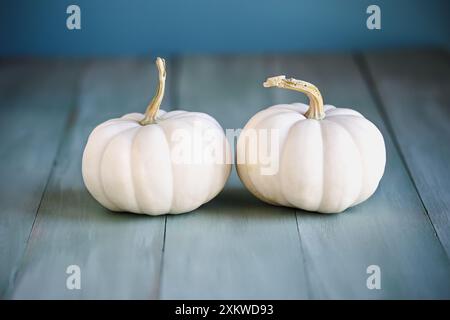 Vorderansicht von zwei kleinen weißen Herbstkürbissen auf rustikalem blaugrünem Tisch für den Herbst. Selektiver Fokus mit verschwommenem Vorder- und Hintergrund. Stockfoto