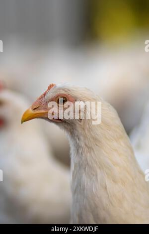 Weiße Hühner in einem Zaun verschwommener Hintergrund. Stockfoto