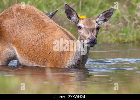 Weibliche Rotwild, die sich in einem Teich abkühlen Stockfoto