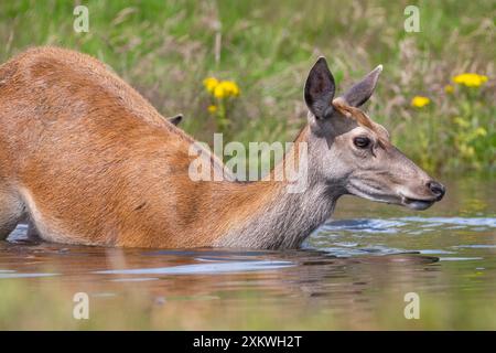 Weibliche Rotwild, die sich in einem Teich abkühlen Stockfoto