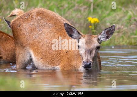 Weibliche Rotwild, die sich in einem Teich abkühlen Stockfoto