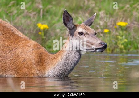 Weibliche Rotwild, die sich in einem Teich abkühlen Stockfoto