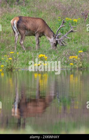 Weibliche Rotwild, die sich in einem Teich abkühlen Stockfoto