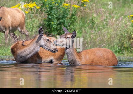 Weibliche Rotwild, die sich in einem Teich abkühlen Stockfoto