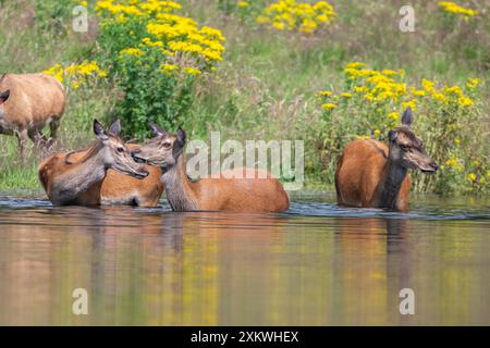 Weibliche Rotwild, die sich in einem Teich abkühlen Stockfoto