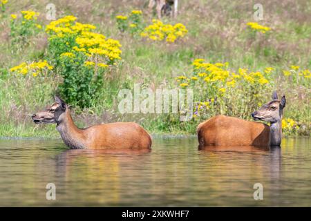 Weibliche Rotwild, die sich in einem Teich abkühlen Stockfoto