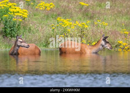 Weibliche Rotwild, die sich in einem Teich abkühlen Stockfoto