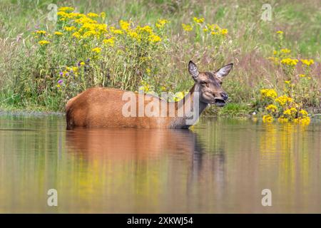 Weibliche Rotwild, die sich in einem Teich abkühlen Stockfoto