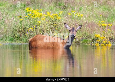 Weibliche Rotwild, die sich in einem Teich abkühlen Stockfoto