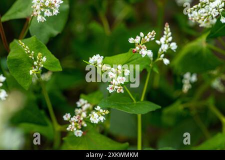 Ein Nahaufnahme-Bild zeigt zarte weiße Buchweizenblüten in voller Blüte, umgeben von üppig grünem Laub. Die Blüten gruppieren sich zusammen, erschaffen Stockfoto