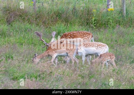 Damhirsch (Dama dama), Huntly, Aberdeenshire Stockfoto