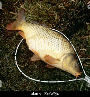 Karpfenfische – auf dem Boden im Netz Stockfoto