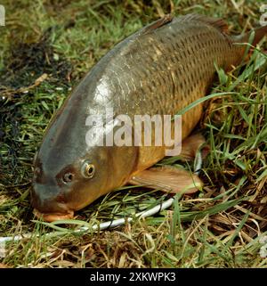 Karpfenfische – auf dem Boden im Netz Stockfoto