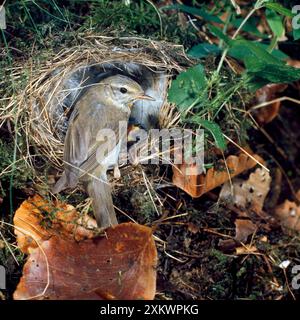 Willow Warbler - im Nest Stockfoto