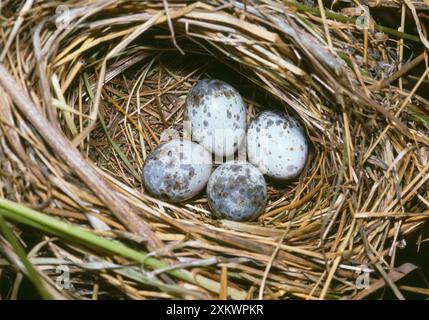 Marsh Warbler - Nest mit Eiern Stockfoto