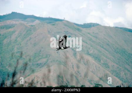 Horned Screamer - im Flug Stockfoto