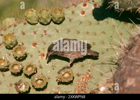 Galapagos / Darwin's Cactus FINCH - hoch auf Kakteen Stockfoto