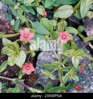 Scharlachrote Pimpernblume Stockfoto