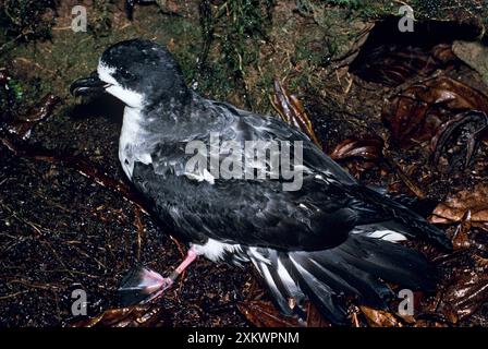 DUNKLER PETREL/DUNKLER PETREL/Hawaiianisch Stockfoto