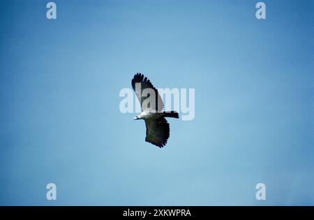 Affenessen / Affenessen / Philippine EAGLE - im Flug Stockfoto