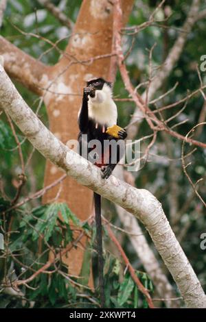 Diana MONKEY / Diana Guenon - Obst im Baum essen Stockfoto