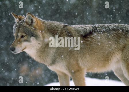 Europäischer Grauer Wolf - im Schnee Stockfoto