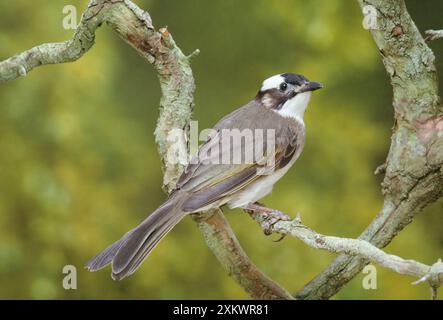 Chinesische Bulbul Stockfoto