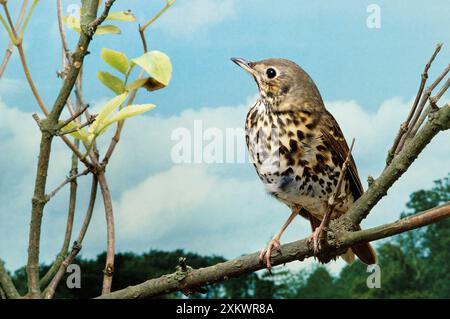 SONG THRUSH - auf dem Ast Stockfoto