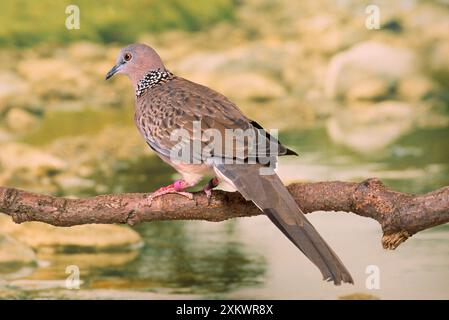 Gepunktete Taube/Gepunktete Turtle Taube/Chinesische Turtle Taube Stockfoto