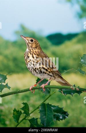 SONG THRUSH - AUF ZWEIG Stockfoto