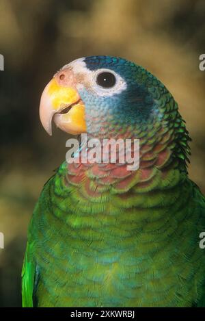 AMAZON PARROT CU MIT GELBER RECHNUNG Stockfoto