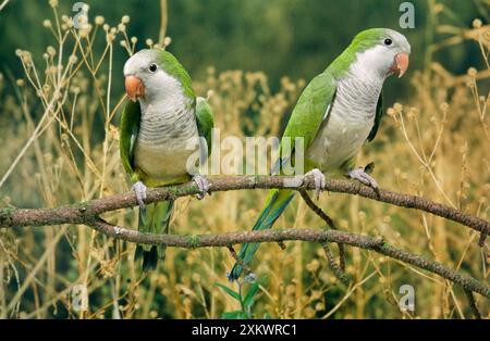 Mönch Parakeet Stockfoto