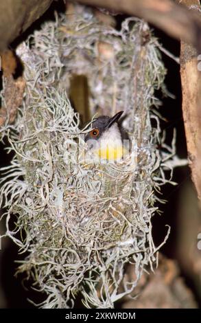 Gelb-reihiger Apalis Stockfoto