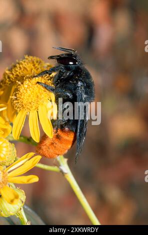 MAURERBIENE - auf gelber Blume Stockfoto