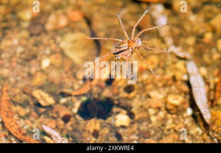 Angelspinne - mit Heuschrecken auf dem Wasser Stockfoto