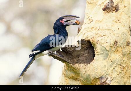 Trompeter-Nashornschnabel - mit Futter im Schnabel Stockfoto