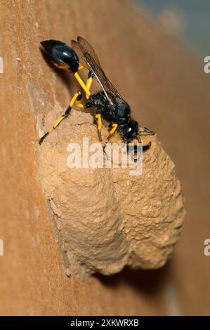 Schlamm Dauber Wasp - Dichtungsnisteingang Stockfoto