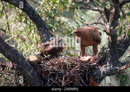 Wahlberg's Eagle - im Nest mit Küken Stockfoto