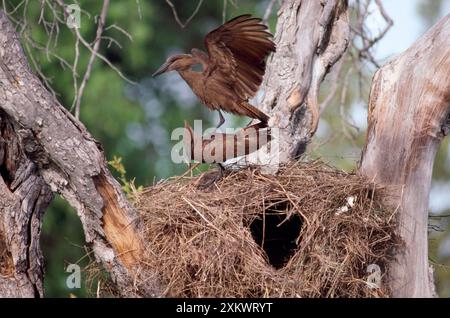 Hammerkop - bei der Nestanzeige Stockfoto