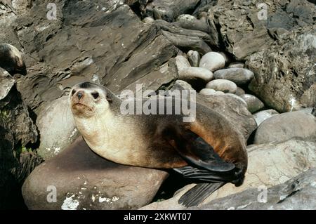 Subantarktische PELZROBBE – männlich Stockfoto