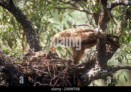 Wahlbergs Eagle - Erwachsener, der Junge im Nest füttert Stockfoto