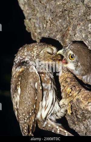 Pearl Spotted Owl - Fütterungskühe - Eltern beachten Stockfoto